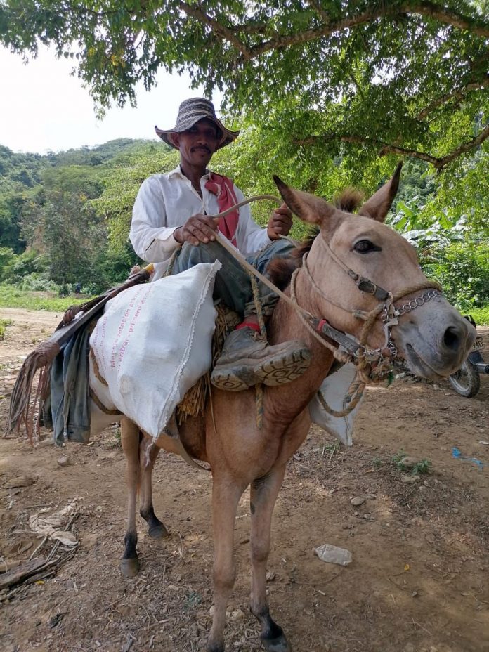 Todo listo para el IX Festival de la Yuca en Las Caras (Clemencia)