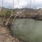 Puede ser una imagen de naturaleza, árbol y masa de agua