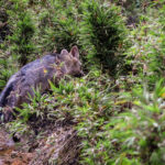 VIDEO: Zorro rescatado de una casa de Medellín fue llevado a su nuevo hogar