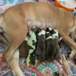 ‘Fiona’ la inusual cachorra bulldog verde que cautiva las redes sociales