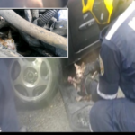 'Arisco' y frío: rescatan gatita que huía de la lluvia, estaba escondida en el motor de un auto, en Juanchito