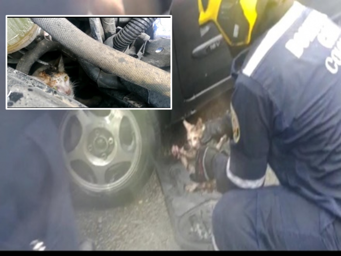 'Arisco' y frío: rescatan gatita que huía de la lluvia, estaba escondida en el motor de un auto, en Juanchito
