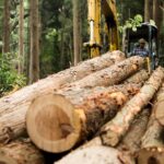 Capturan exconcejal de San Pablo de Borbur por desforestar Las Quinchas