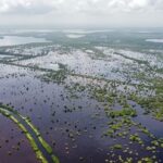 Corpamag reporta aumento en la  cobertura de mangle en la Ciénaga  Grande de Santa Marta