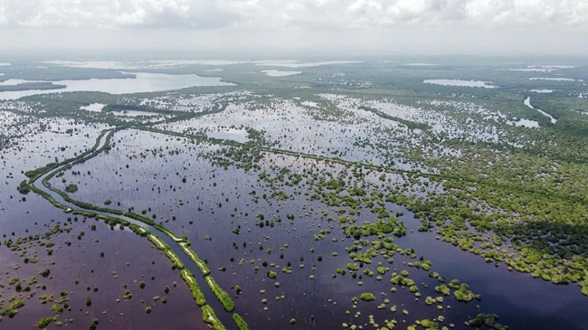 Corpamag reporta aumento en la  cobertura de mangle en la Ciénaga  Grande de Santa Marta