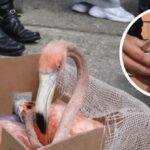 Cuatro flamencos fueron encontrados en cajas y amarrados con cinta en Quindío