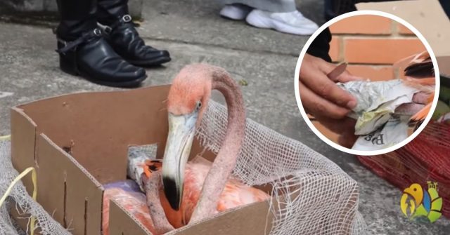 Cuatro flamencos fueron encontrados en cajas y amarrados con cinta en Quindío