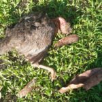 Denuncian a extranjero por maltratar y matar animales domésticos en Santa Rosa de Lima