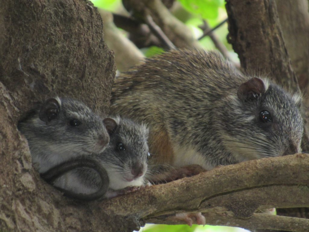 Después de 19 años reaparecen tres especies de mamíferos en la Ciénaga Grande