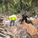 Detenidos en Villamaría por tala de árboles sin autorización