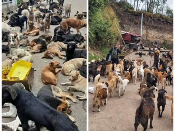 En Ipiales: cerrarían fundación que alberga a más de 300 perros, hay preocupación porque volverían a la calle