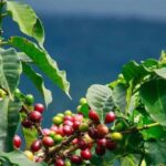 En la Sierra Nevada se activa la cosecha cafetera del año 2022