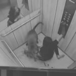 Insólito | Perro Pitbull casi mata a una mujer dentro de un ascensor