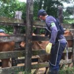 Inspección, vigilancia y control adelantó el Instituto Colombiano Agropecuario –ICA-, a los huevos embrionados o productos animales con fines reproductivos, que salen desde el paso fronterizo de Paraguachón, en el departamento de La Guajira, con destino a Venezuela.