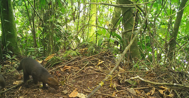 Más de 16 especies de fauna han sido registradas por foto trampeo en Buenavista