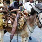 Por baja cobertura de vacunación cancelan Festival del Burro en San Antero
