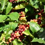 Producción de café en Colombia cayó un 16% en febrero de 2022