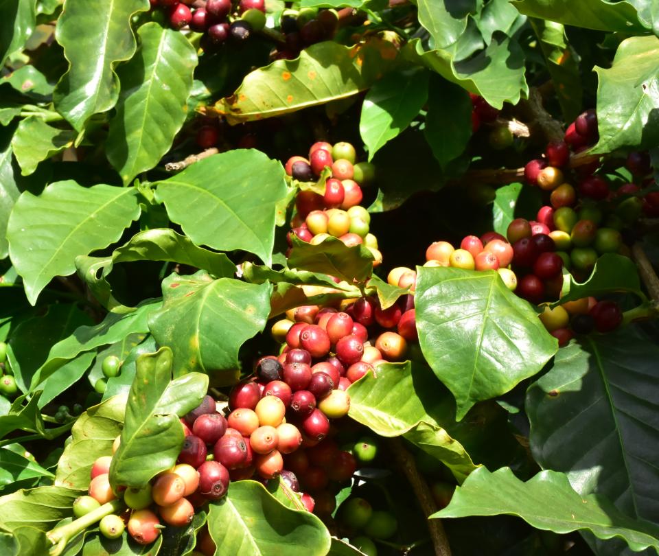 Producción de café en Colombia cayó un 16% en febrero de 2022