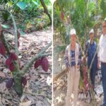 Productores de Arauca apuestan por cosechas sanas y de calidad