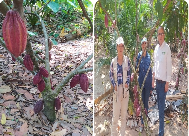 Productores de Arauca apuestan por cosechas sanas y de calidad