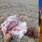 pérdidas por $144 millones de pesos deja robo y sacrificio de ganado en Arauca