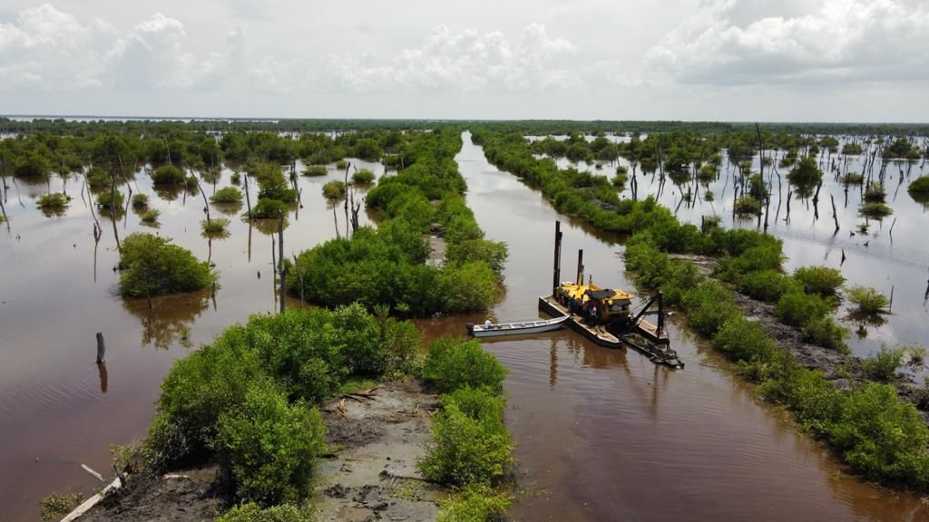 ¡Buenas noticias! Aumenta la cobertura de mangle en la Ciénaga Grande de Santa Marta