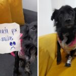 Selene perra adopción en Bogotá