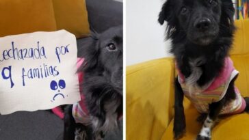 Selene perra adopción en Bogotá