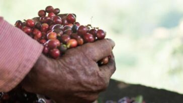 Café colombiano busca conquistar el mercado nórdico