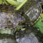 Capturado un ciudadano que llevaba más de 2.000 tortugas en un bus público