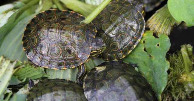 Capturado un ciudadano que llevaba más de 2.000 tortugas en un bus público