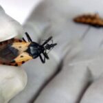 Casanare registra nuevo caso de enfermedad de Chagas agudo