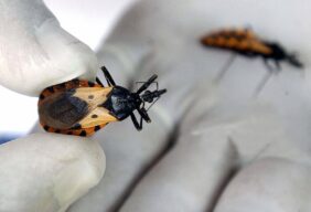 Casanare registra nuevo caso de enfermedad de Chagas agudo