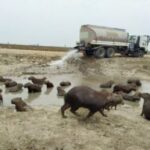 Chigüiros de Paz de Ariporo ya cuentan con agua, gracias a la gestión de la administración departamental