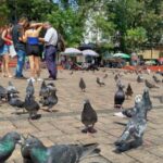 Comunas de Villavicencio, en riesgo por aumento de palomas: estudio