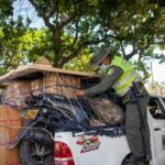 Corpocesar y Policía realizaron operativo contra el tráfico de fauna silvestre