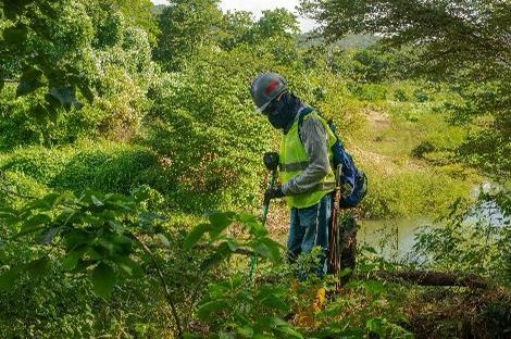 Son 19 campañas de monitoreo de fauna, hidrobiología y flora, han convertido al arroyo Bruno, en uno de los más estudiados del país, estudios que se han venido realizando de forma trimestral durante los últimos cinco años.