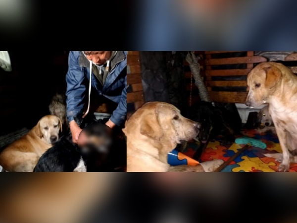 perros Jamondino Pasto envenenamiento