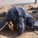 Un gesto de amor por la tortuga, expresaron algunos pobladores de Alta Guajira, al liberar este individuo.