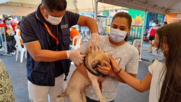 En lo corrido del 2022 Alcaldía ha vacunado a 917 caninos y felinos contra la rabia