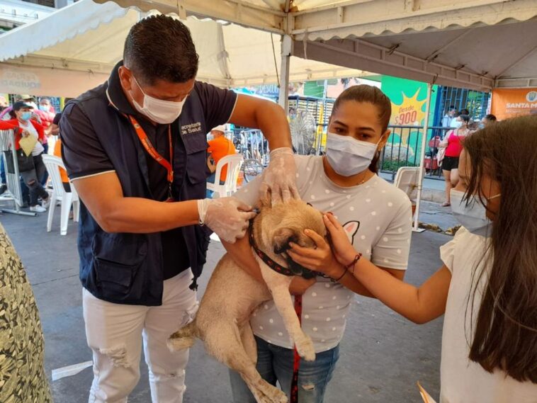 En lo corrido del 2022 Alcaldía ha vacunado a 917 caninos y felinos contra la rabia