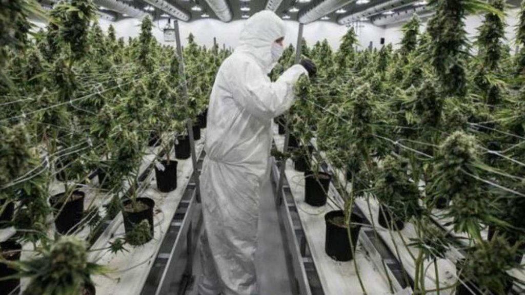 Gobierno emite resolución que pretende reglamentar el comercio de cannabis