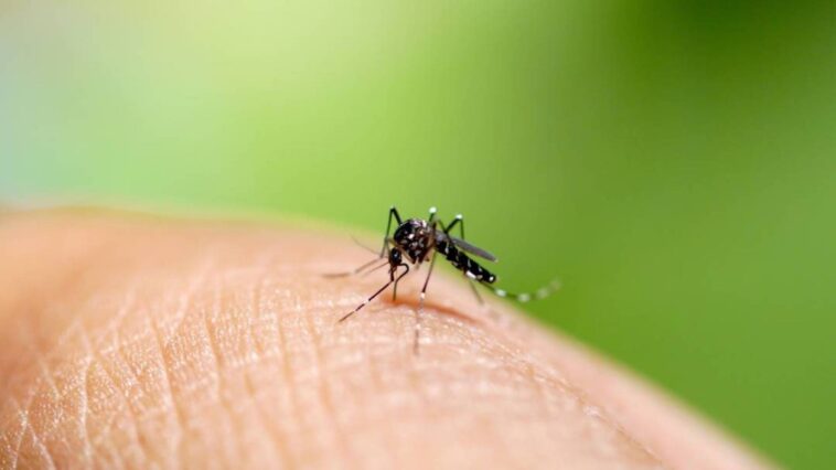Incremento de mosquitos podría disparar ocurrencia de dengue en Santa Marta
