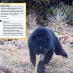 Indignación y temor en Cabrera; denuncian que estarían pensando cazar al oso que al parecer habría atacado a varias reses