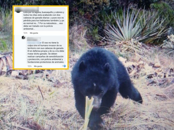 Indignación y temor en Cabrera; denuncian que estarían pensando cazar al oso que al parecer habría atacado a varias reses