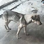 Judicializada esposa de alcalde de Argelia (Valle del Cauca) por presuntas omisiones en el cuidado y atención de animales recuperados que estaban a su cargo