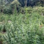 La marihuana, planta que desata polémica