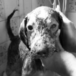 Murió Lupe, la perrita que había sido rescatada en incendio de Armenia