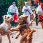 Perros y gatos callejeros: riesgo de salud