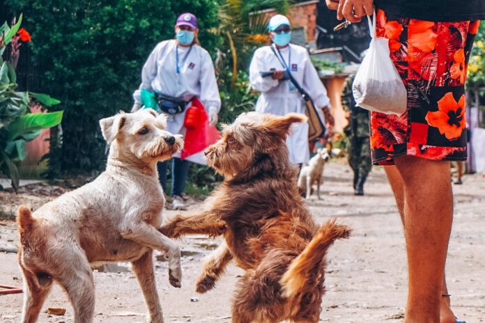 Perros y gatos callejeros: riesgo de salud